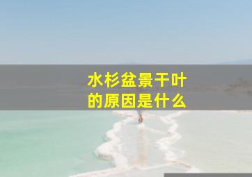 水杉盆景干叶的原因是什么