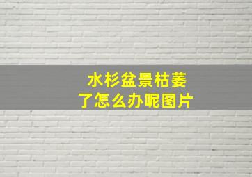 水杉盆景枯萎了怎么办呢图片