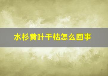 水杉黄叶干枯怎么回事