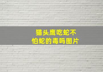 猫头鹰吃蛇不怕蛇的毒吗图片