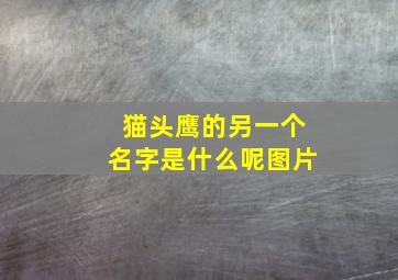 猫头鹰的另一个名字是什么呢图片