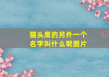 猫头鹰的另外一个名字叫什么呢图片