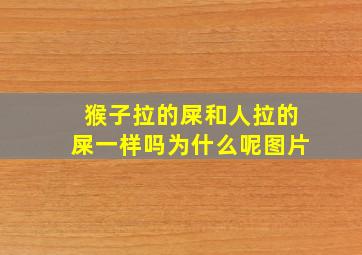 猴子拉的屎和人拉的屎一样吗为什么呢图片