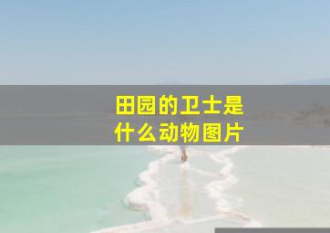 田园的卫士是什么动物图片