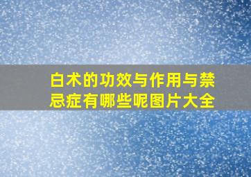 白术的功效与作用与禁忌症有哪些呢图片大全