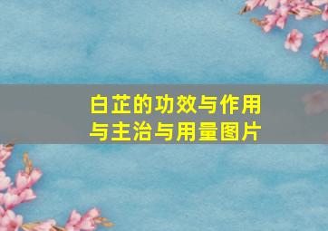 白芷的功效与作用与主治与用量图片