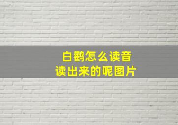 白鹳怎么读音读出来的呢图片