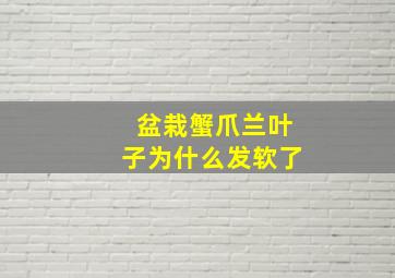 盆栽蟹爪兰叶子为什么发软了