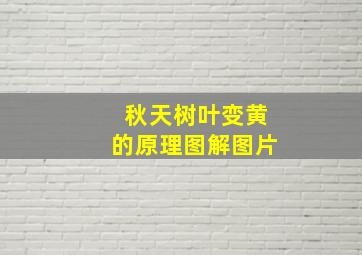 秋天树叶变黄的原理图解图片