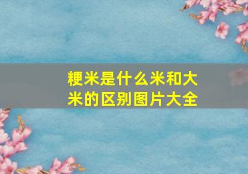 粳米是什么米和大米的区别图片大全