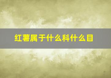 红薯属于什么科什么目