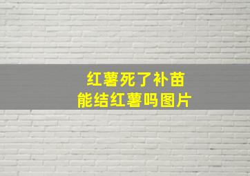 红薯死了补苗能结红薯吗图片