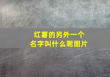 红薯的另外一个名字叫什么呢图片