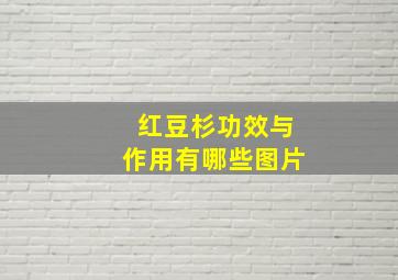 红豆杉功效与作用有哪些图片