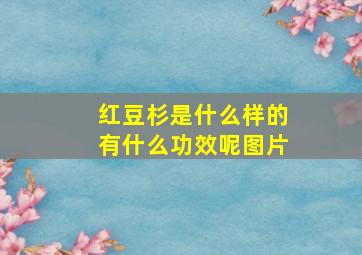 红豆杉是什么样的有什么功效呢图片