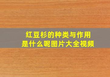 红豆杉的种类与作用是什么呢图片大全视频