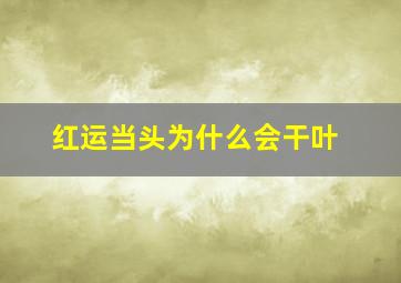 红运当头为什么会干叶