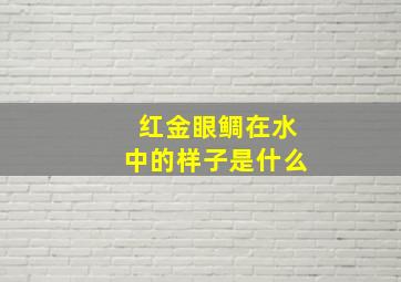 红金眼鲷在水中的样子是什么