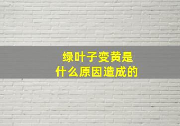 绿叶子变黄是什么原因造成的