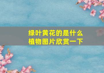 绿叶黄花的是什么植物图片欣赏一下