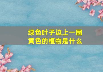 绿色叶子边上一圈黄色的植物是什么