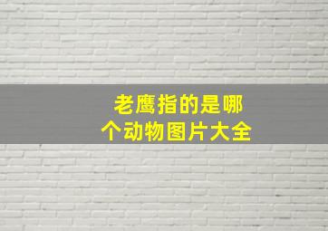 老鹰指的是哪个动物图片大全