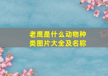 老鹰是什么动物种类图片大全及名称