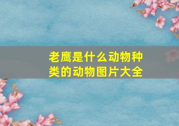 老鹰是什么动物种类的动物图片大全