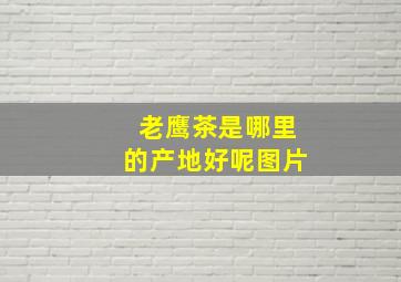 老鹰茶是哪里的产地好呢图片