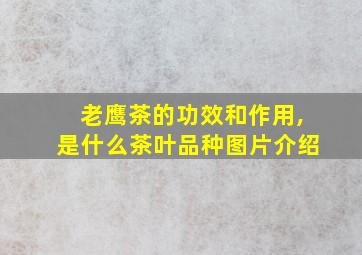 老鹰茶的功效和作用,是什么茶叶品种图片介绍