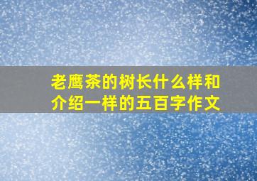 老鹰茶的树长什么样和介绍一样的五百字作文