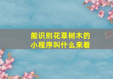 能识别花草树木的小程序叫什么来着