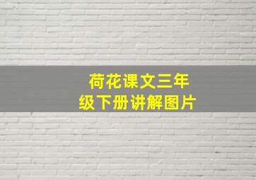 荷花课文三年级下册讲解图片