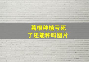 葛根种植亏死了还能种吗图片