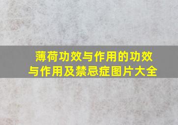 薄荷功效与作用的功效与作用及禁忌症图片大全