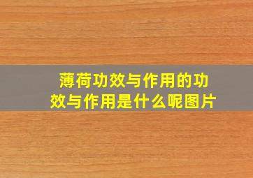 薄荷功效与作用的功效与作用是什么呢图片