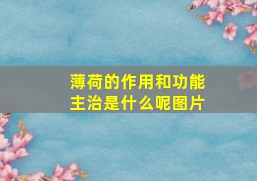 薄荷的作用和功能主治是什么呢图片