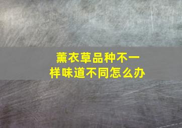 薰衣草品种不一样味道不同怎么办