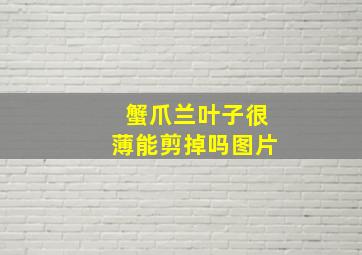 蟹爪兰叶子很薄能剪掉吗图片