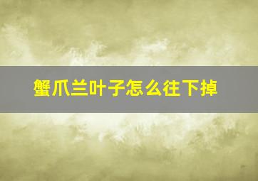 蟹爪兰叶子怎么往下掉