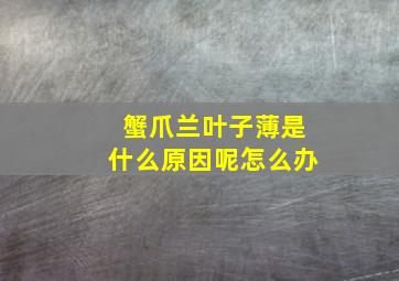 蟹爪兰叶子薄是什么原因呢怎么办