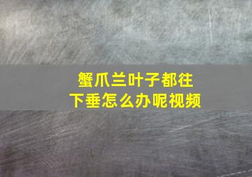 蟹爪兰叶子都往下垂怎么办呢视频