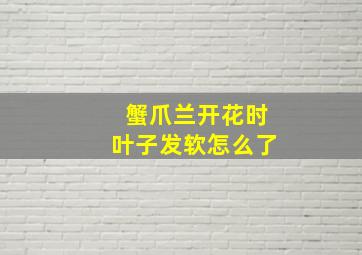 蟹爪兰开花时叶子发软怎么了