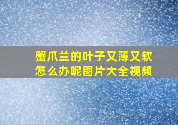 蟹爪兰的叶子又薄又软怎么办呢图片大全视频