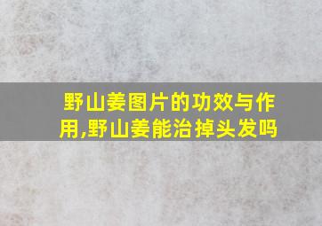 野山姜图片的功效与作用,野山姜能治掉头发吗