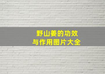 野山姜的功效与作用图片大全