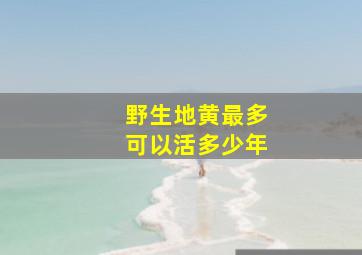 野生地黄最多可以活多少年