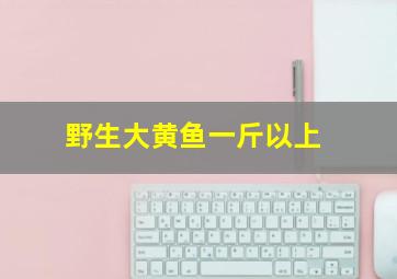 野生大黄鱼一斤以上