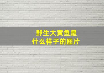 野生大黄鱼是什么样子的图片