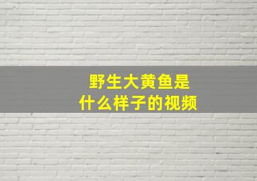 野生大黄鱼是什么样子的视频